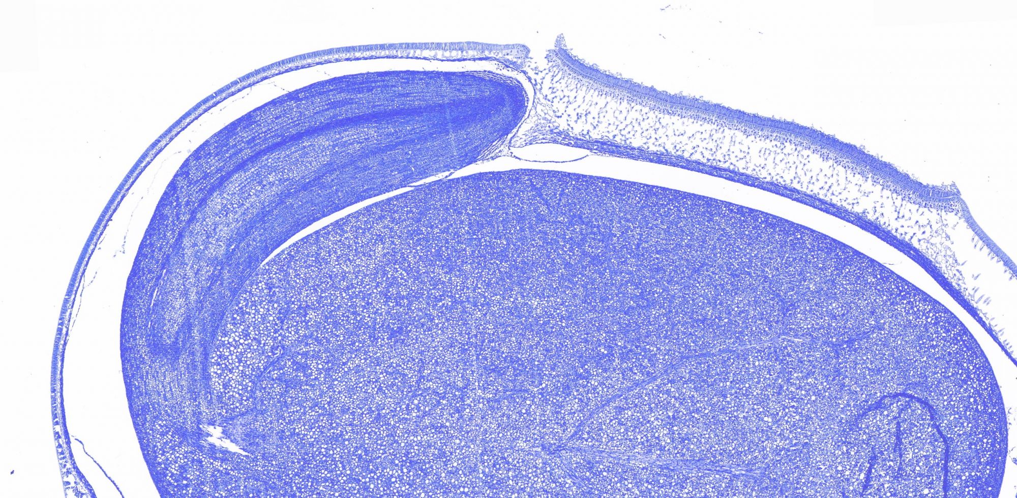 甲苯胺藍(lán)-大豆