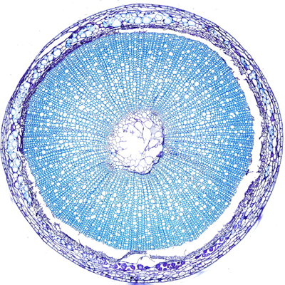 植物莖甲苯胺藍(lán)染色