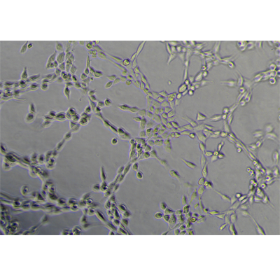 小鼠細(xì)胞xgxc成管后-孔4-視野3