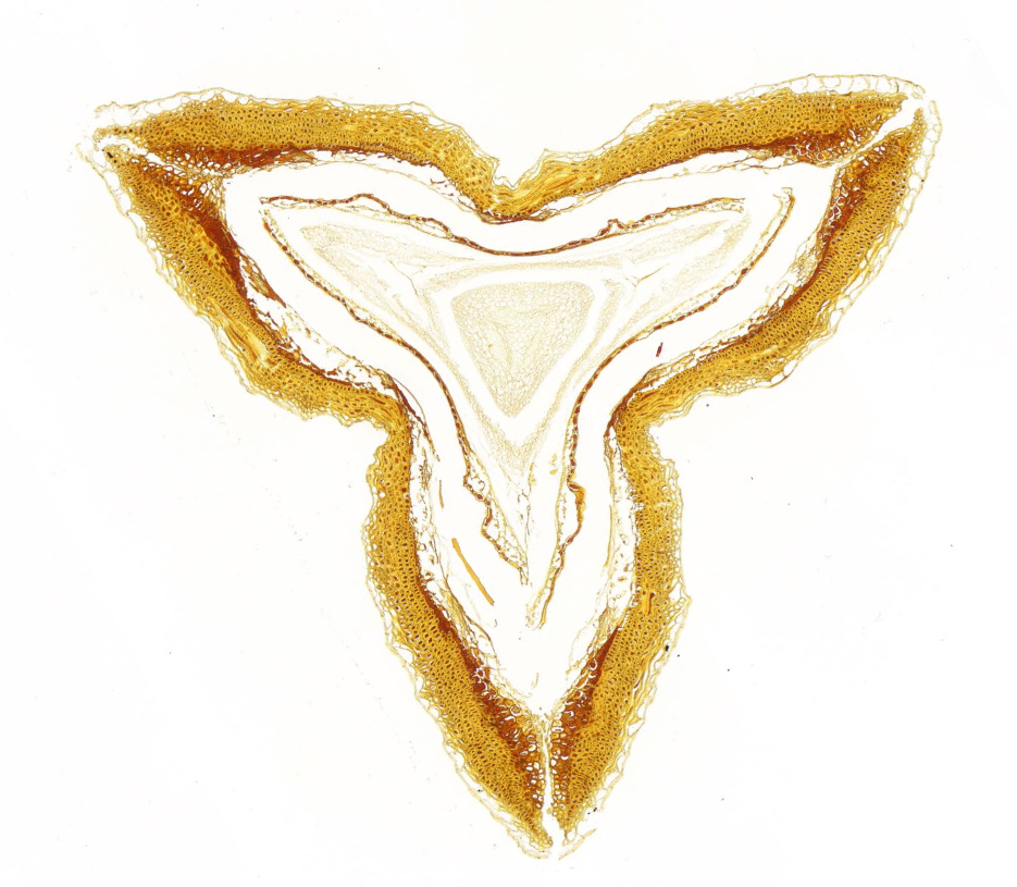 苦蕎種子碘化鉀染色