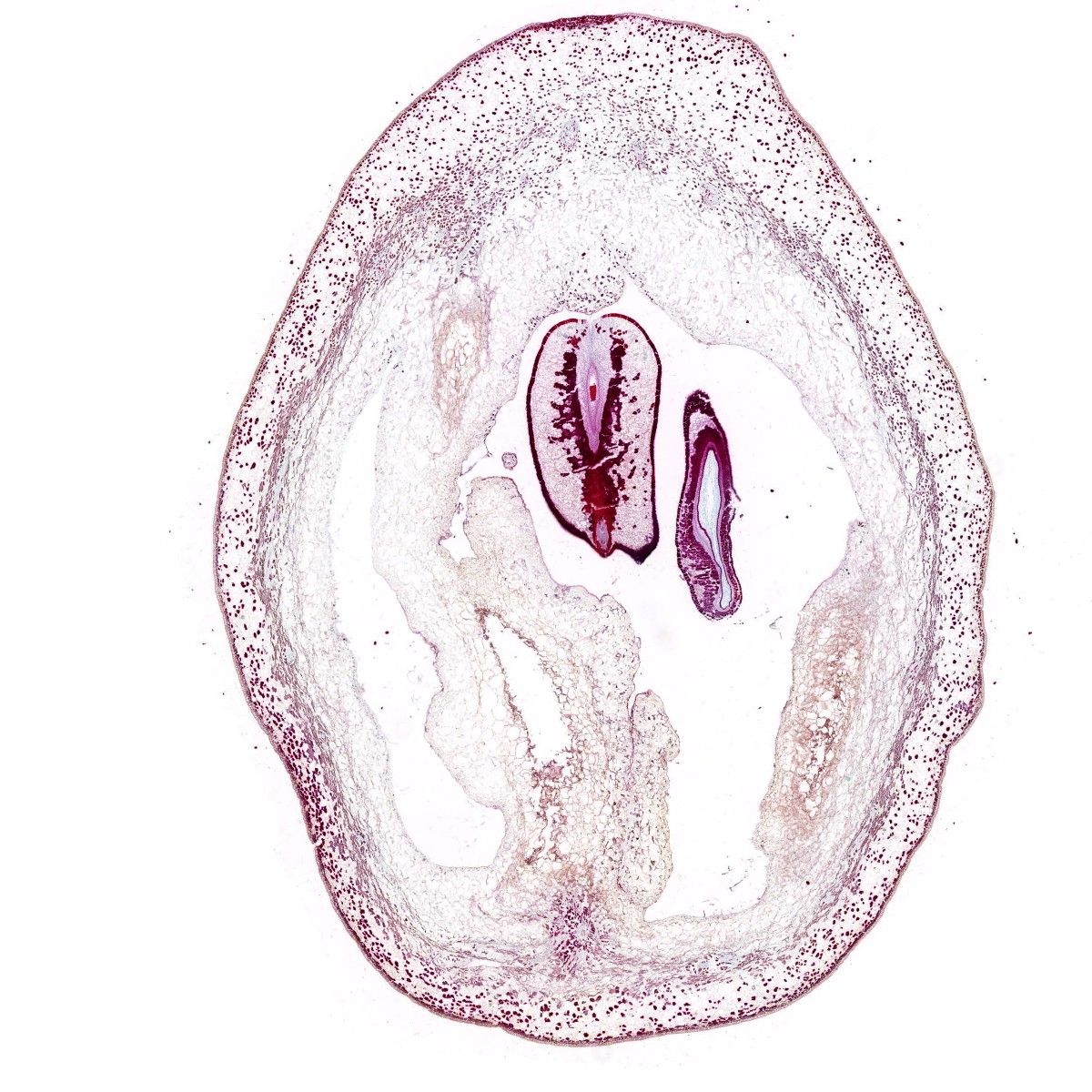 葡萄幼果番紅固綠
