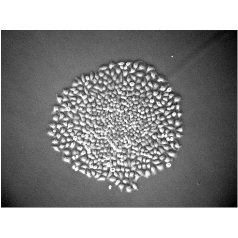 單細(xì)胞克隆