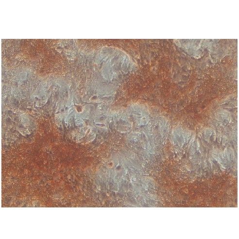 細(xì)胞成骨誘導(dǎo)茜素紅染色