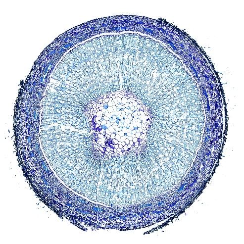 甲苯胺藍(lán)染色