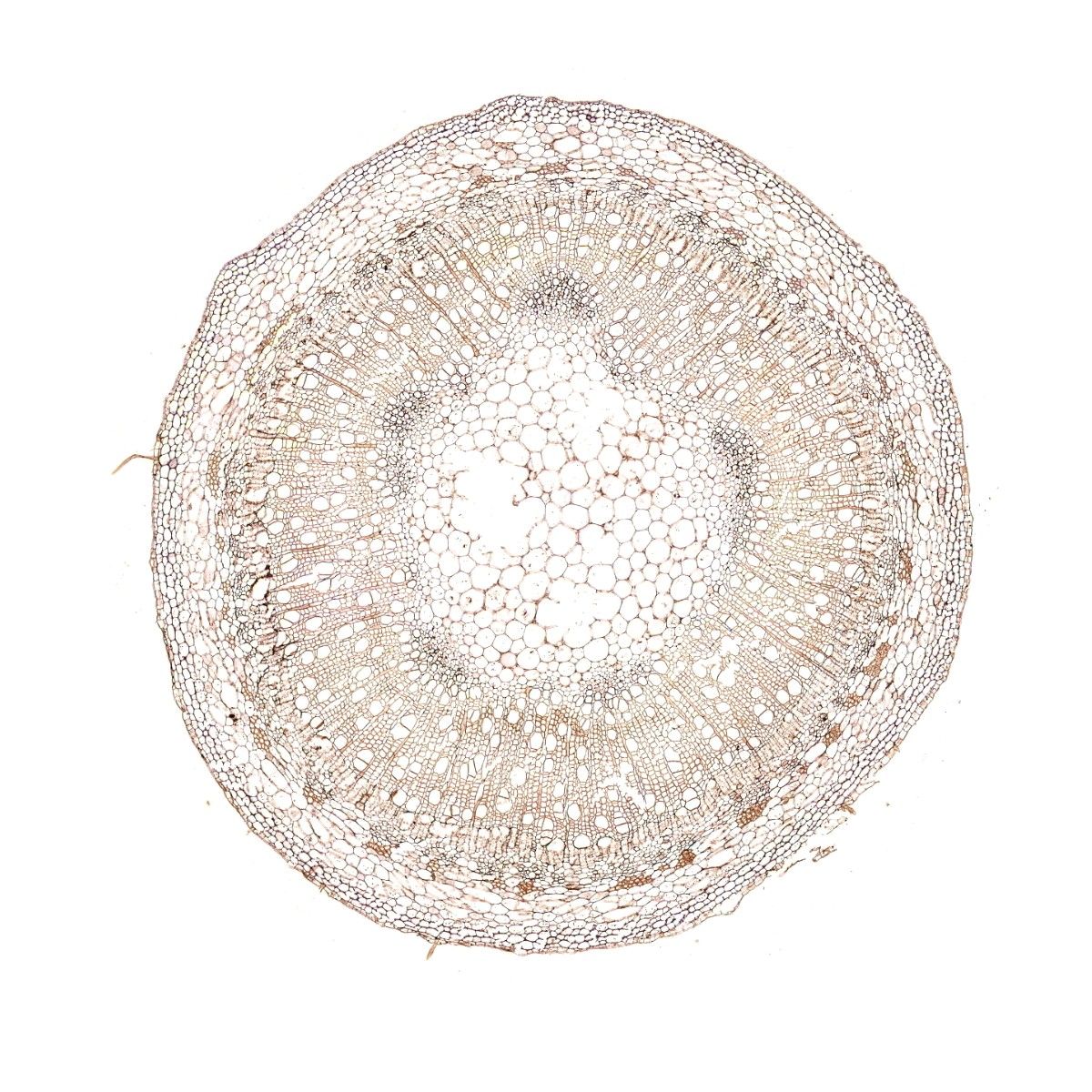 植物組織ISH實(shí)驗(yàn)