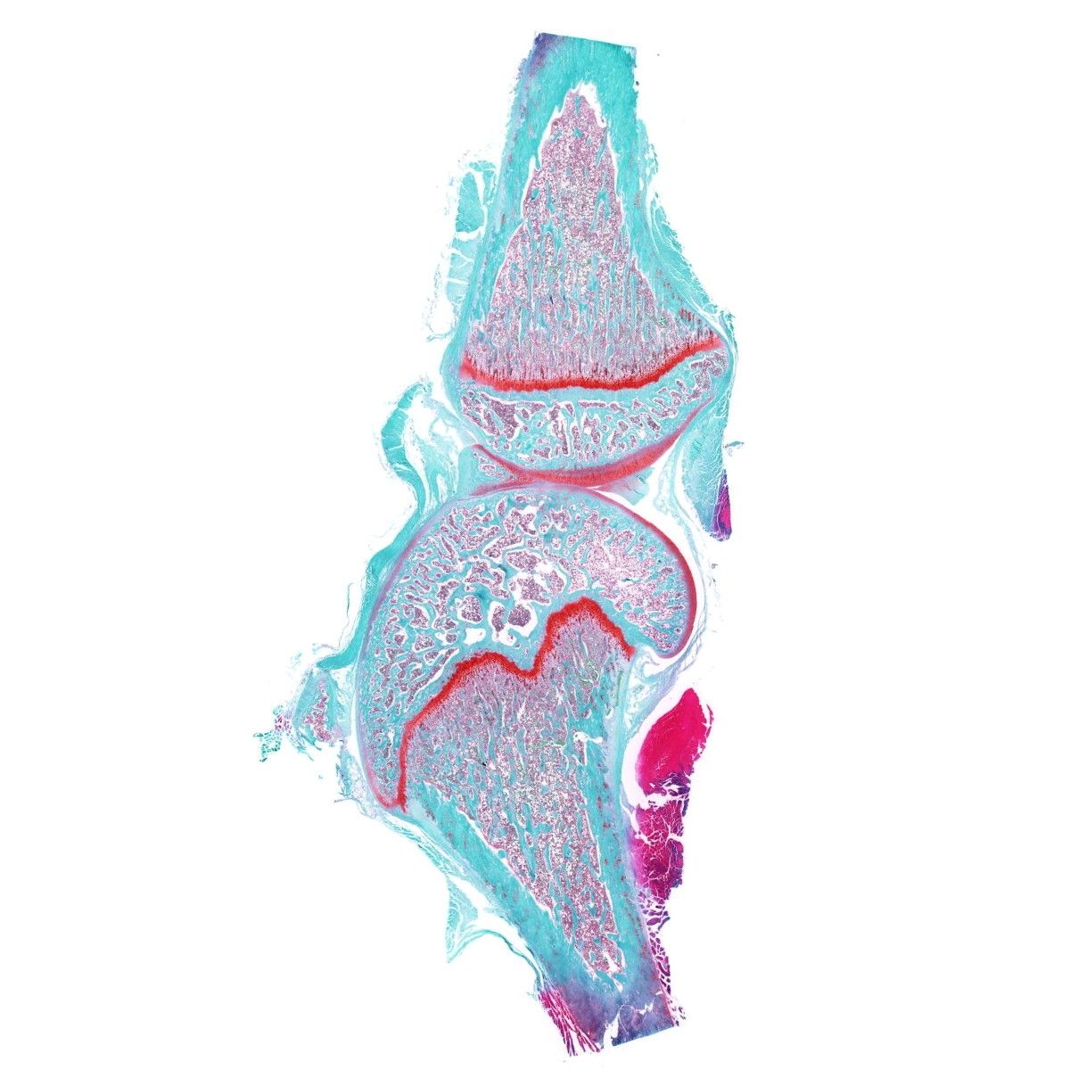 軟骨組織番紅固綠染色
