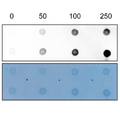 細(xì)胞Dot blot實驗