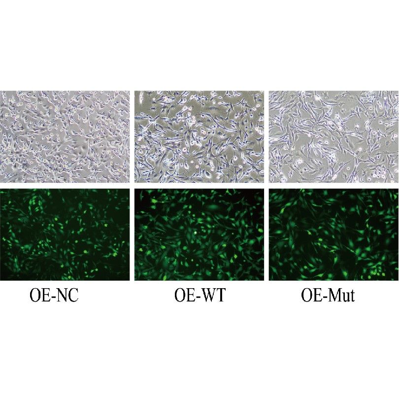 細(xì)胞活性氧檢測