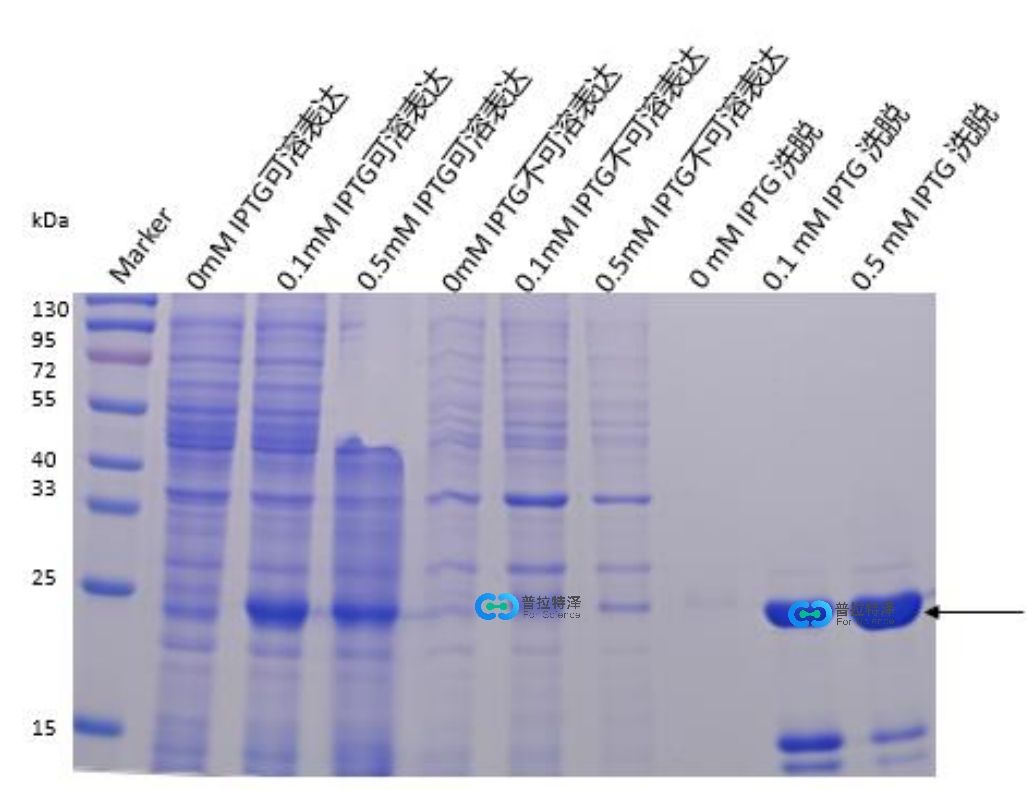 原核表達(dá)蛋白純化