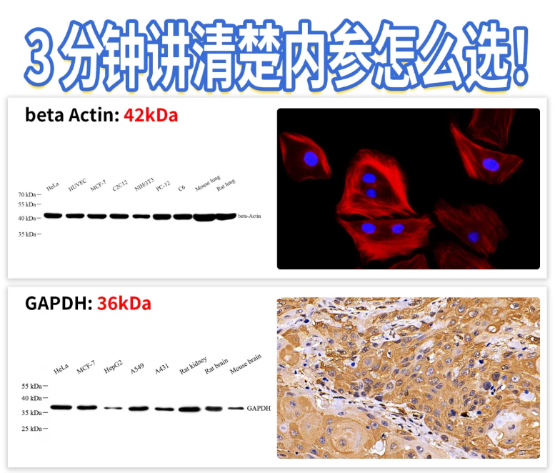 15 分鐘 WB 內(nèi)參突破！噗啦噗啦實驗室染液刷新效率天花板
