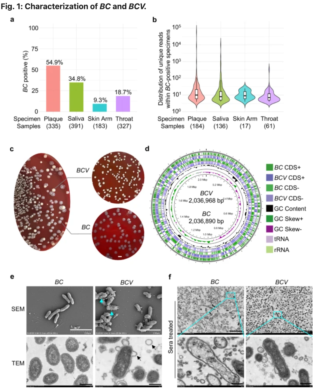 細(xì)胞：啊我又鼠了，我又有新鼠法了&mdash;&mdash;細(xì)胞浮亡 Floatptosis