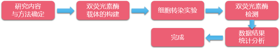 1595578313685626.png 雙熒光素酶流程.png